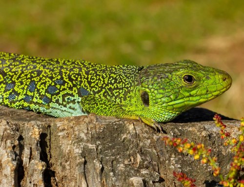 Protéger le lézard ocellé